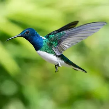 He aha ka laulā o nā manu hummingbird?