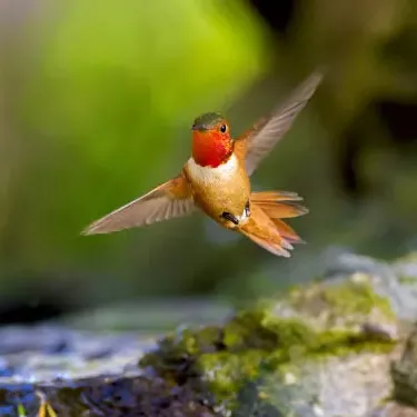 He aha nā ʻano manu hummingbird?