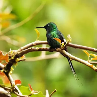 He aha kekahi mau kumuwaiwai meaʻai kūʻokoʻa no nā manu hummingbirds ma nā paka a me nā kīhāpai kūlanakauhale?