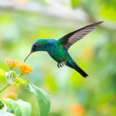 Pehea ka pili ʻana o ke kumu meaʻai a ka hummingbirds i ko lākou koho ʻana i kahi noho?