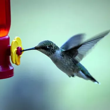 He aha nā ʻokoʻa o nā kumu meaʻai ma waena o nā ʻano manu hummingbird?