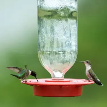 He aha nā ʻokoʻa ma waena o nā ʻano manu hummingbird?