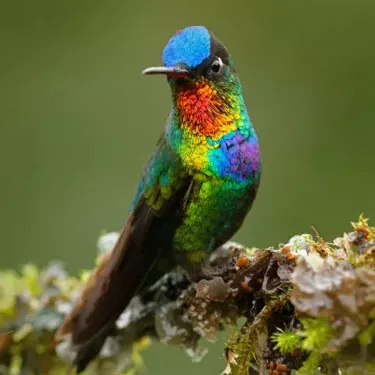 He aha nā mea e pili ana i ka laulā o nā manu hummingbird?