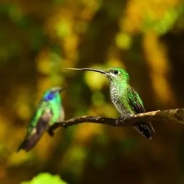 Loaʻa i ka hummingbirds ke ʻano o ka neʻe ʻana i ka wā e ʻai ai?