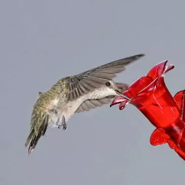 ʻEhia ka manawa e ʻai ai ka hummingbirds?