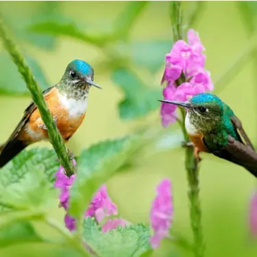 He hopena anei ke kala o ka mea hānai manu i ka nani o ka manu hummingbird?