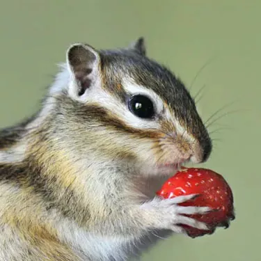 He aha nā ʻano mea hānai anti-squirrel i ʻoi aku ka lōʻihi?