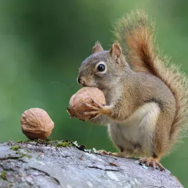 Pehea ka lōʻihi o nā mea hānai anti-squirrel?