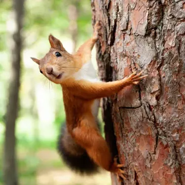 He aha nā mea maikaʻi a me nā pōʻino o nā mea hānai anti-squirrel?