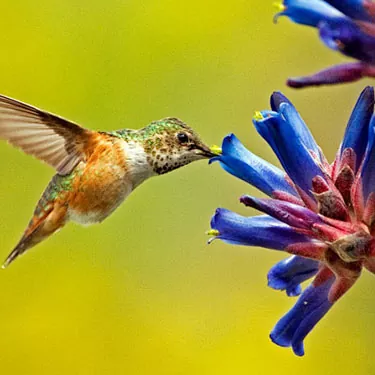 Pehea e hana ai ka mea hānai manu hummingbird?