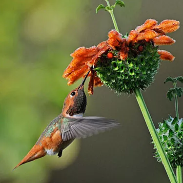 Ka hoʻolauna ʻana i ka mea hānai Hummingbird?