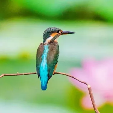 Pehea ka lōʻihi o ke ola ʻana o ka hummingbirds?