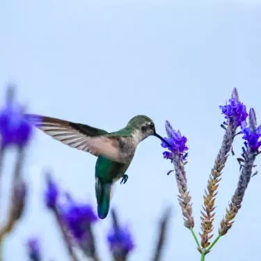 He aha nā mea e pili ana i ka hiki o ka hummingbird ke hana hou?