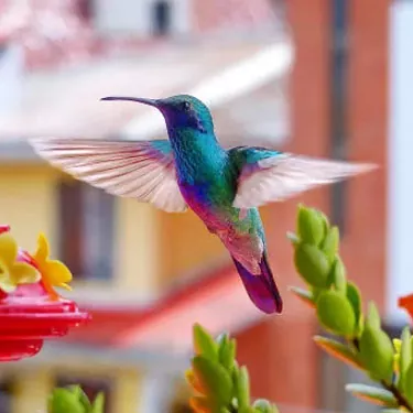 He aha nā pōmaikaʻi o ka hummingbirds i ke kanaka?