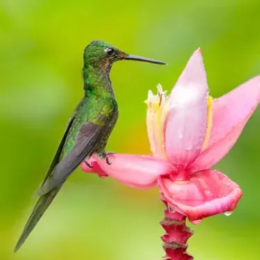 He aha ke ʻano o ka mālama ʻana i nā manu hummingbird i kēia manawa?