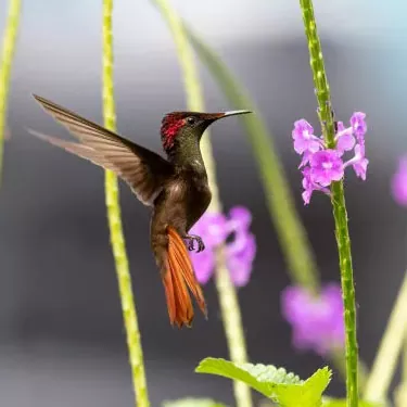 He aha ke koʻikoʻi kaiaola o ka hummingbirds?