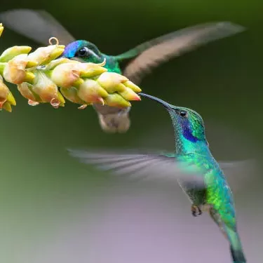 Pehea e hoʻololi ai ka hummingbird i kāna kuleana kaiaola?